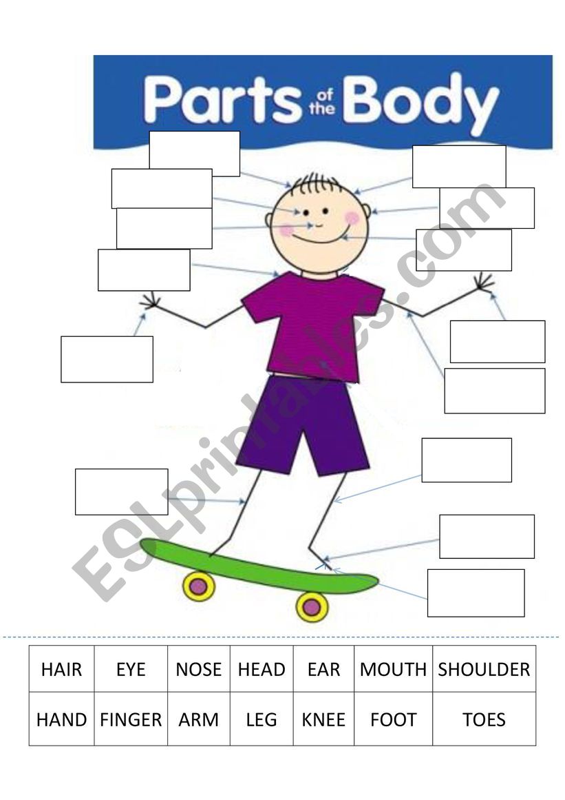 parts body jigsaw worksheet