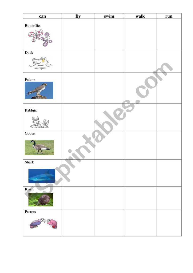 what can birds do worksheet