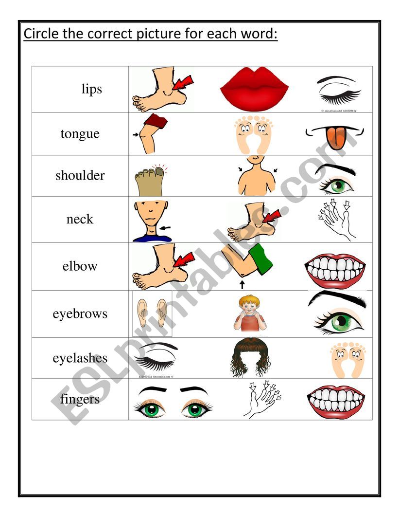 body parts worksheet worksheet