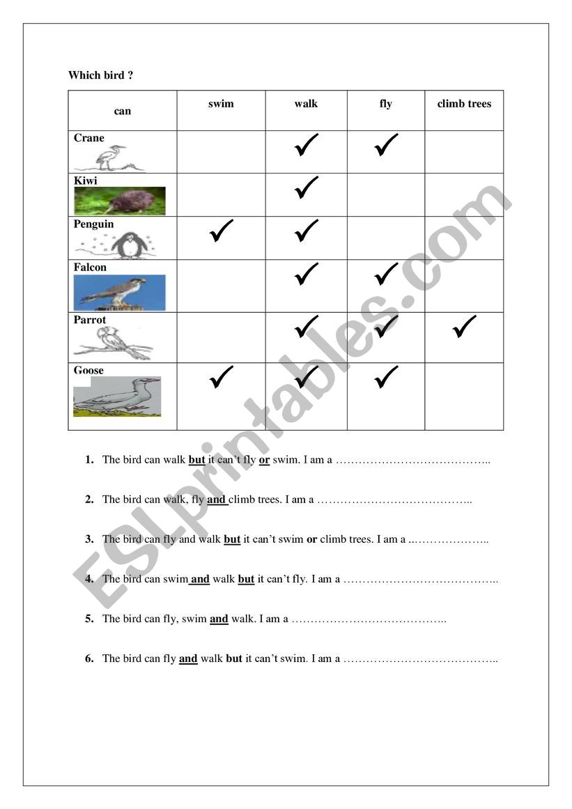 What can birds do? worksheet