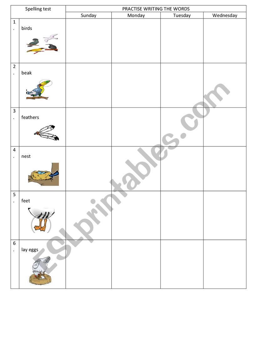 birds worksheet