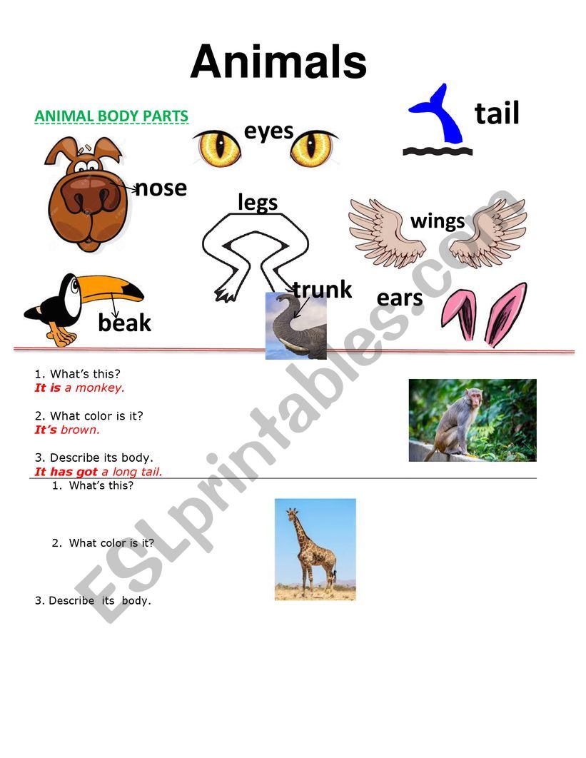 animals and body characteristics - ESL worksheet by misskatherinebarria