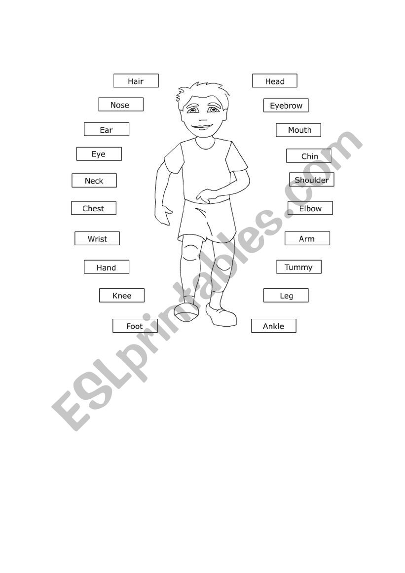 BODY PARTS worksheet