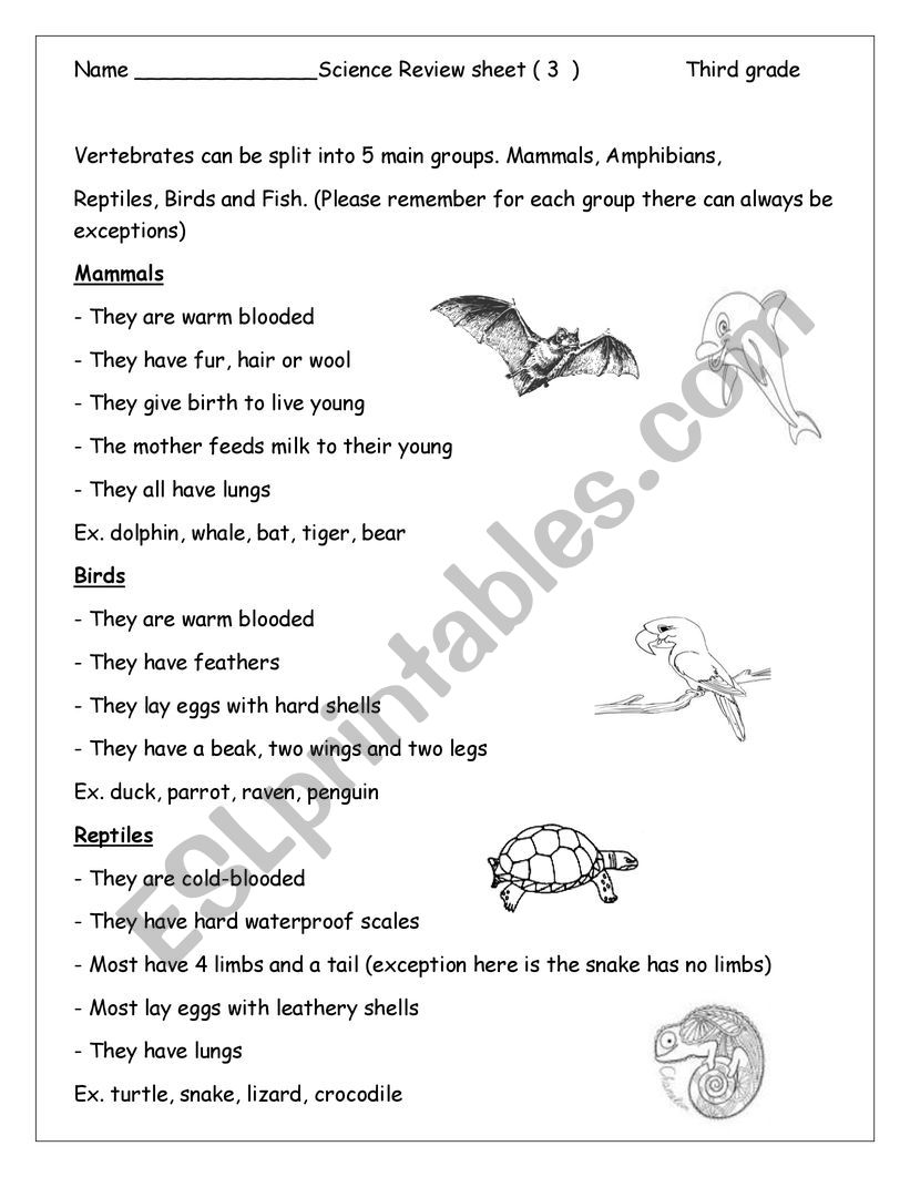 animal groups worksheet