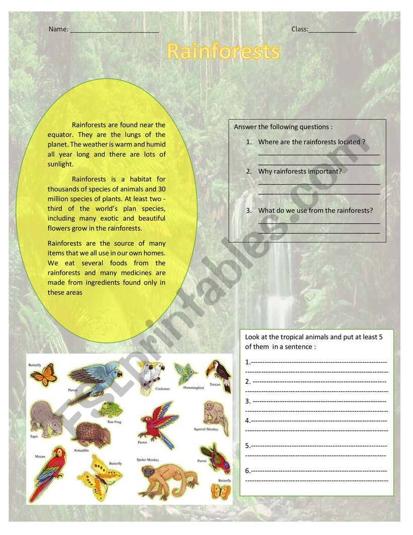 rainforests  worksheet