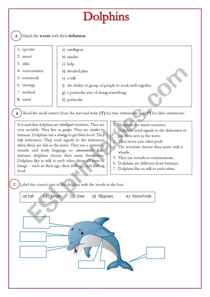 Describing Dolphin worksheet