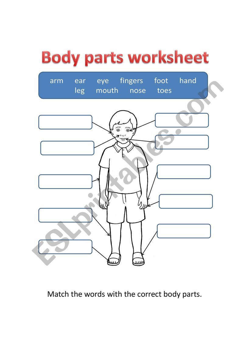 Body parts worksheet worksheet