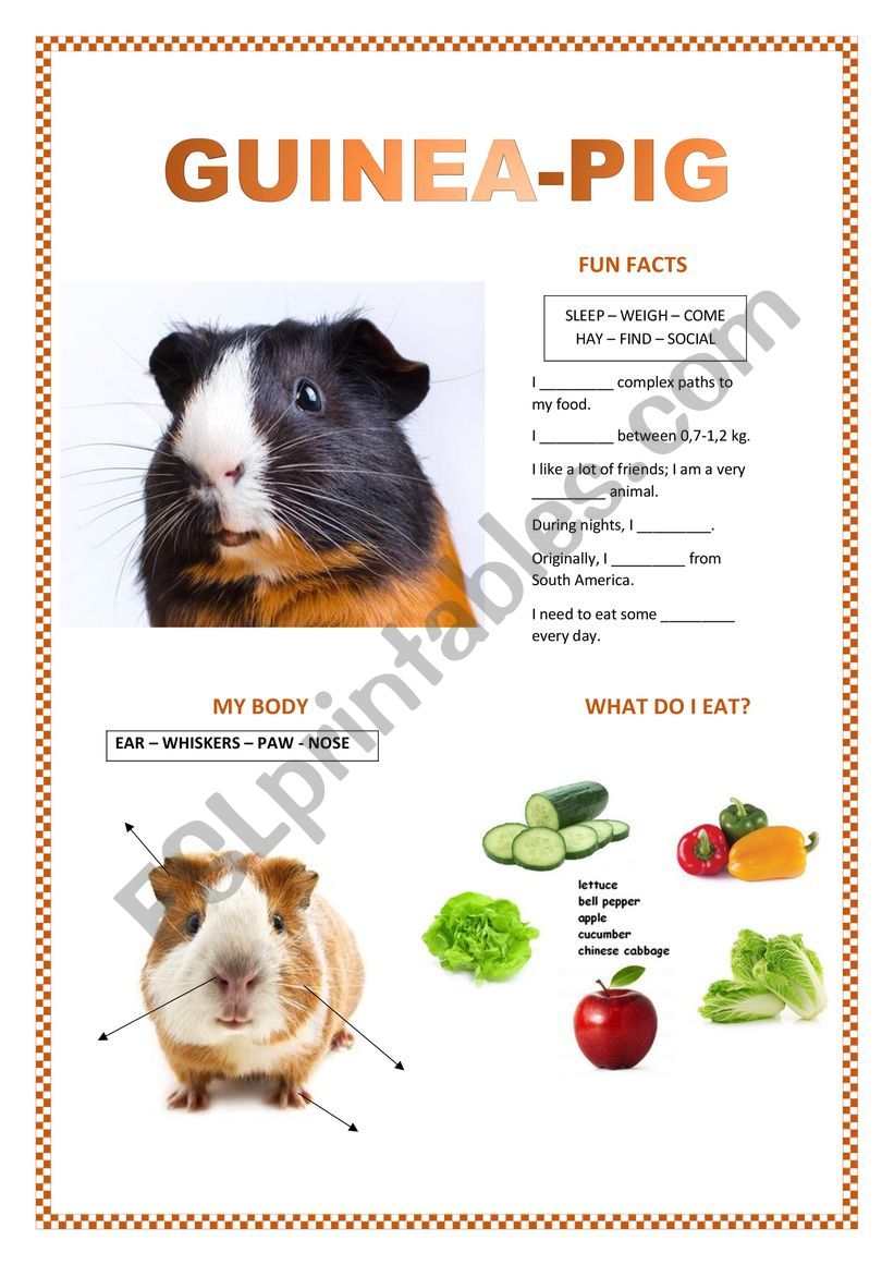 PETS (guinea-pig, dog, rabbit, cat)