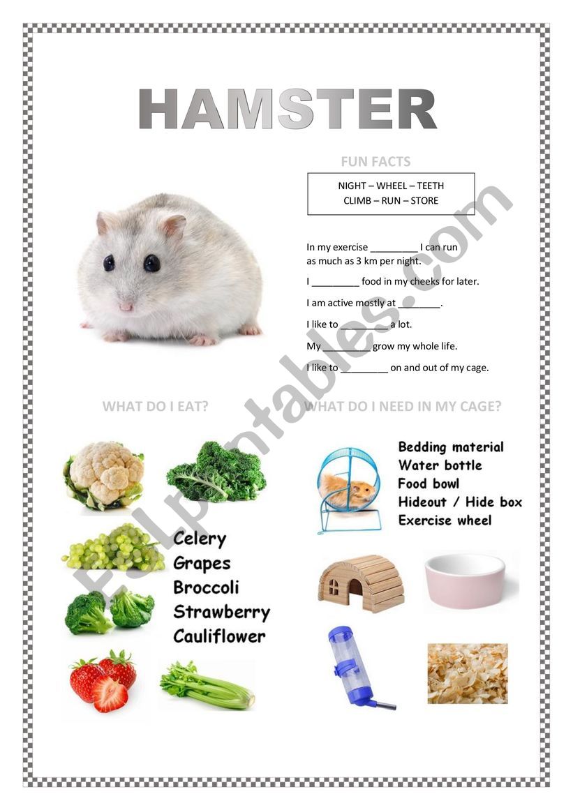 PETS 2 (hamster, fish, turtle, parakeet)