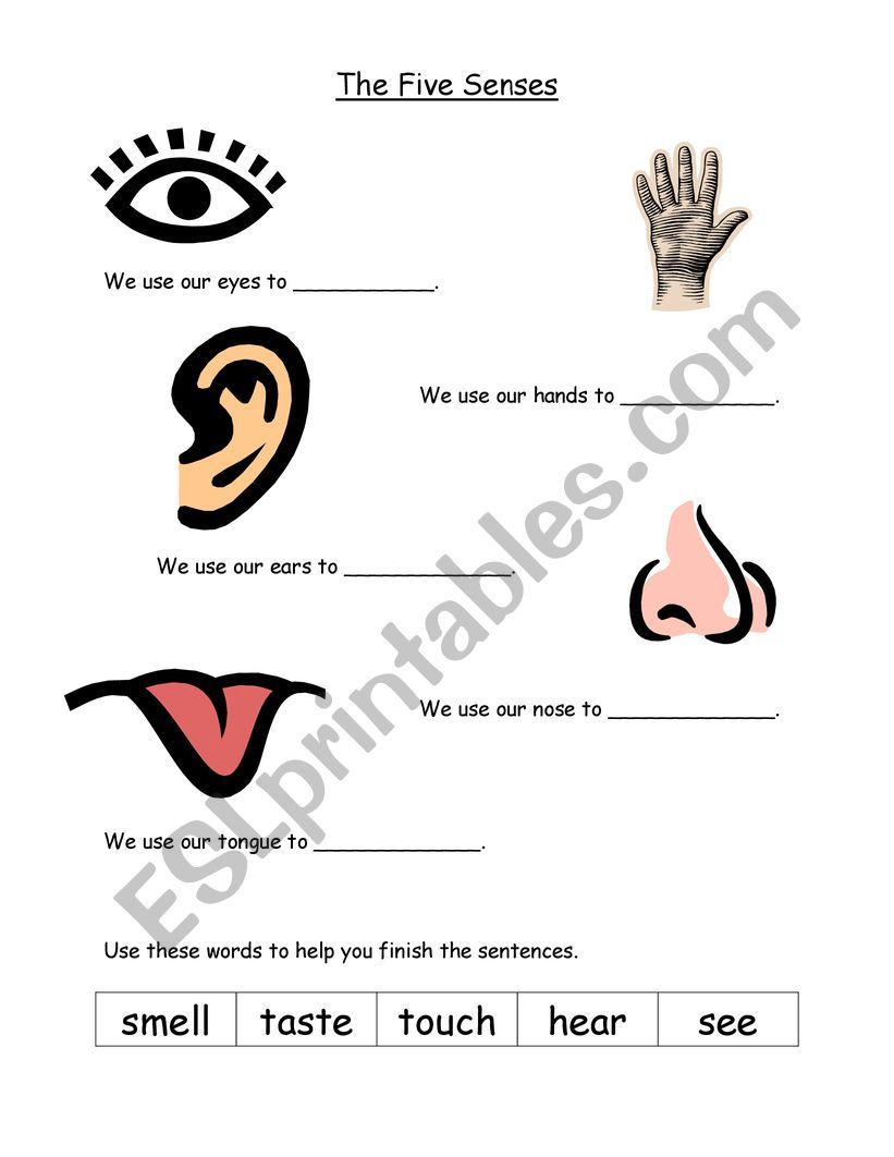 The five senses worksheet