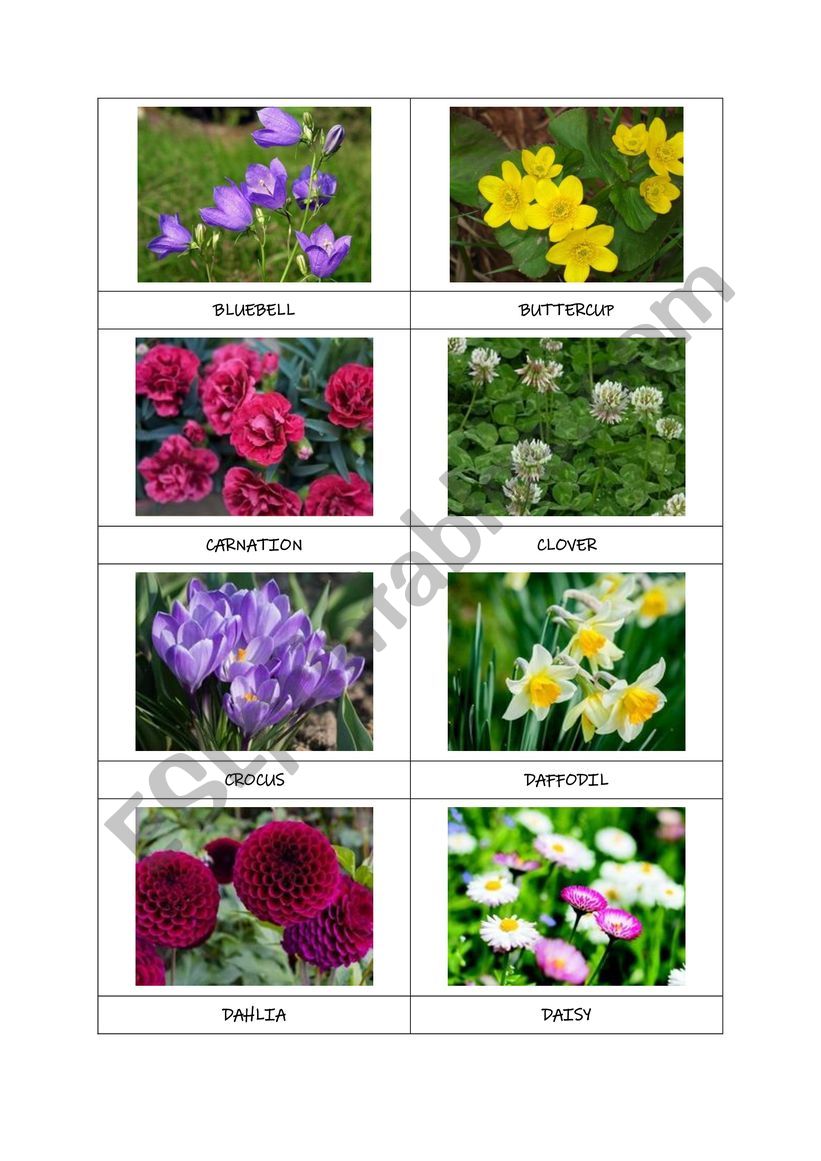 FLOWERS flashcards (part 1) worksheet