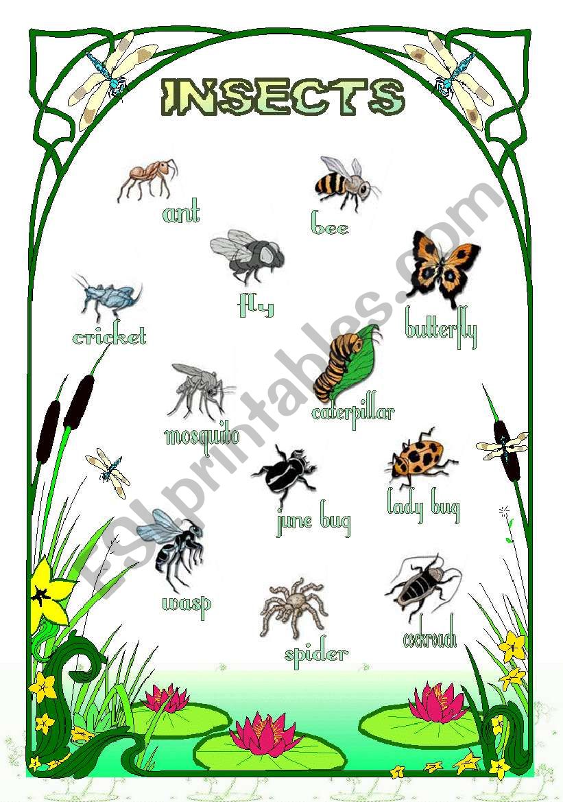 Insects worksheet