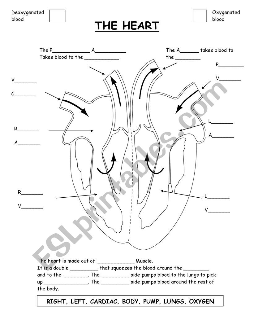 Heart Worksheets worksheet