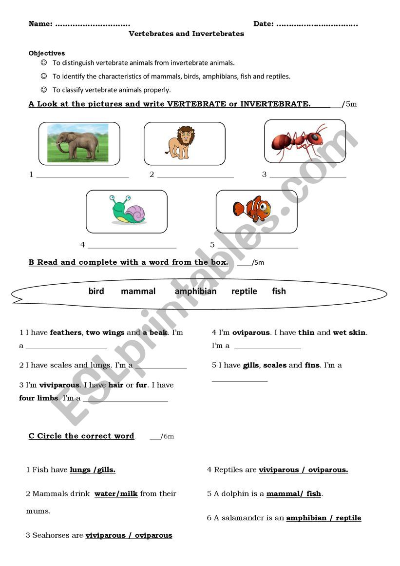 Vertebrates  worksheet