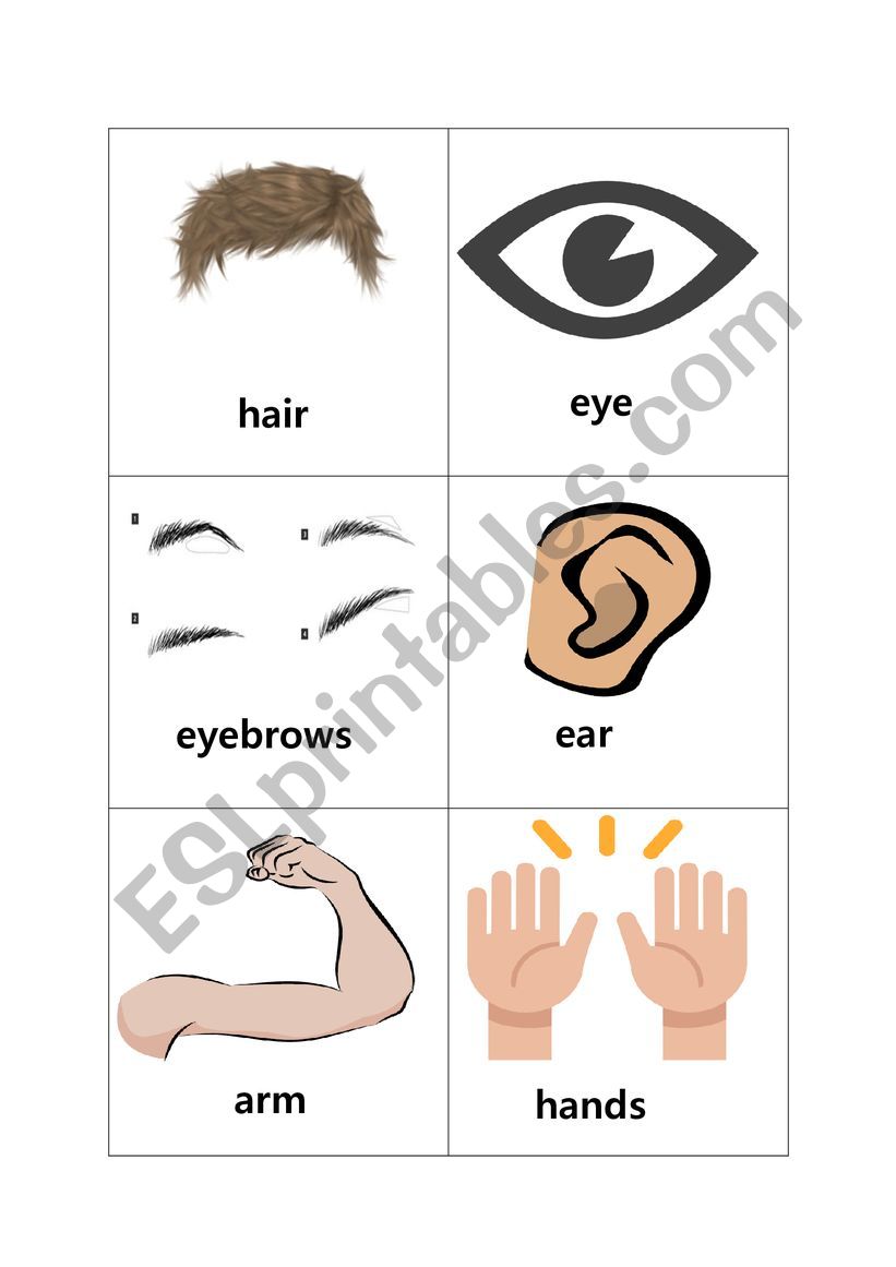 bodypart flashcard worksheet