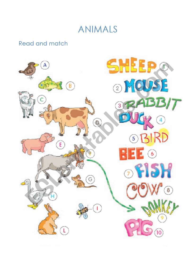 animals worksheet