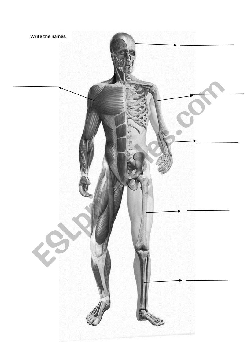 The human body worksheet