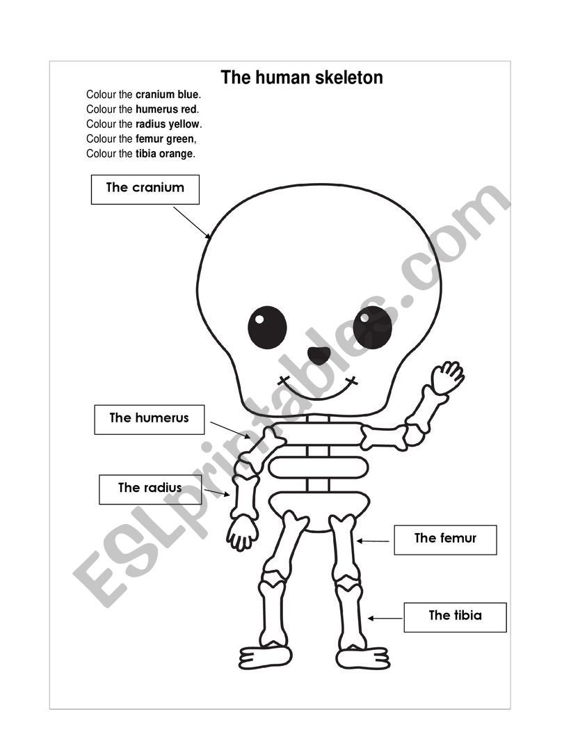 Human Body to colour worksheet
