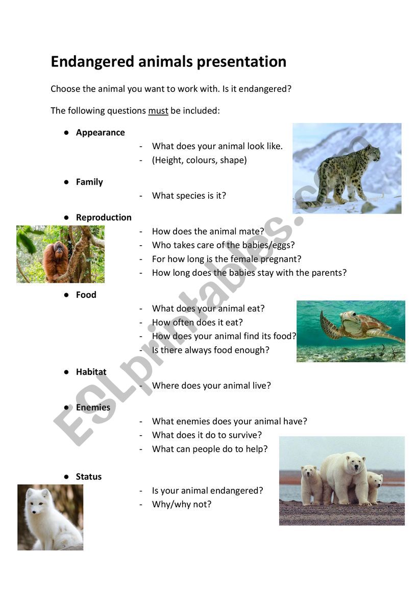 Presentation about an endangered animal