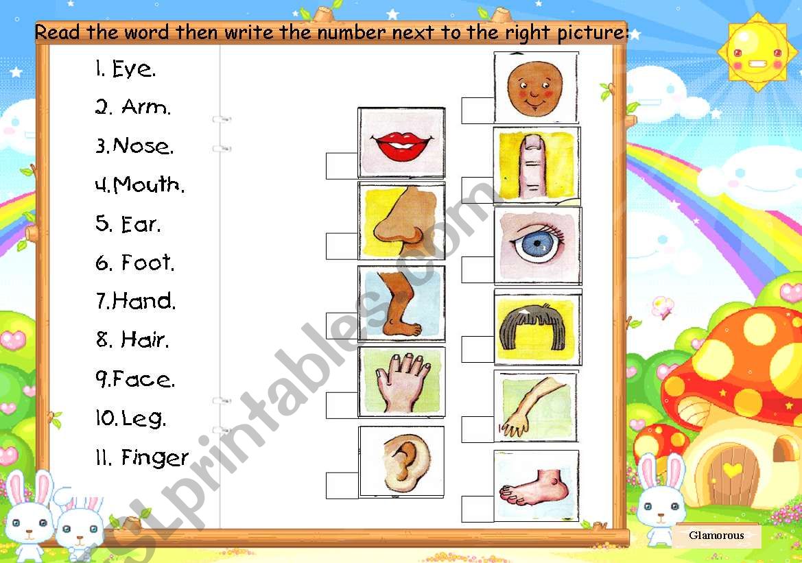  parts of the body worksheet