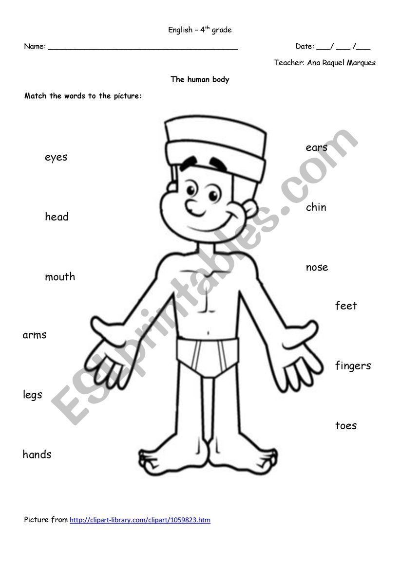 Body parts worksheet worksheet