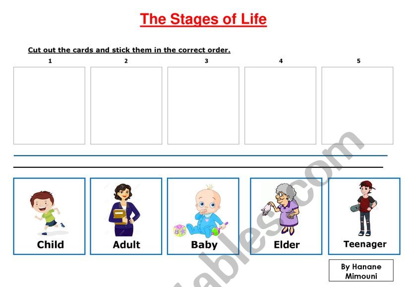 The Stages of Life worksheet
