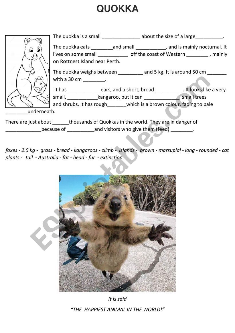 Quokka worksheet