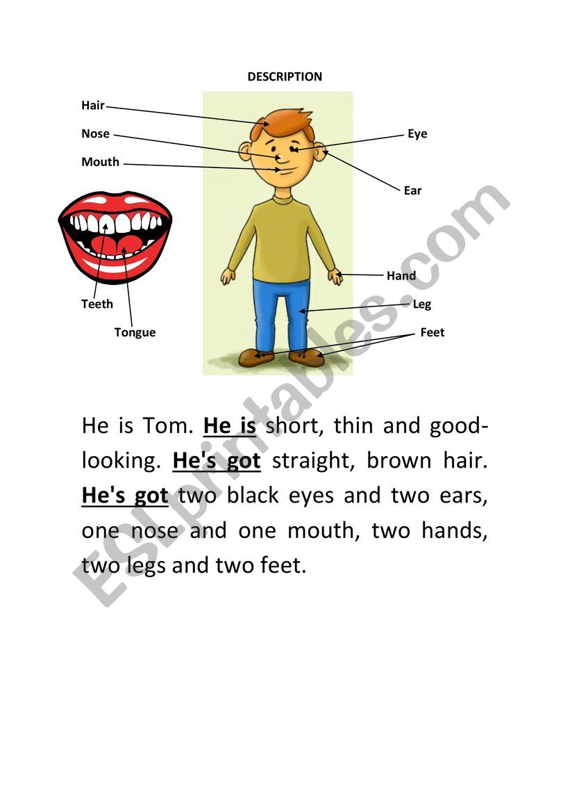 Parts of the body and short description ESL worksheet by iballesta