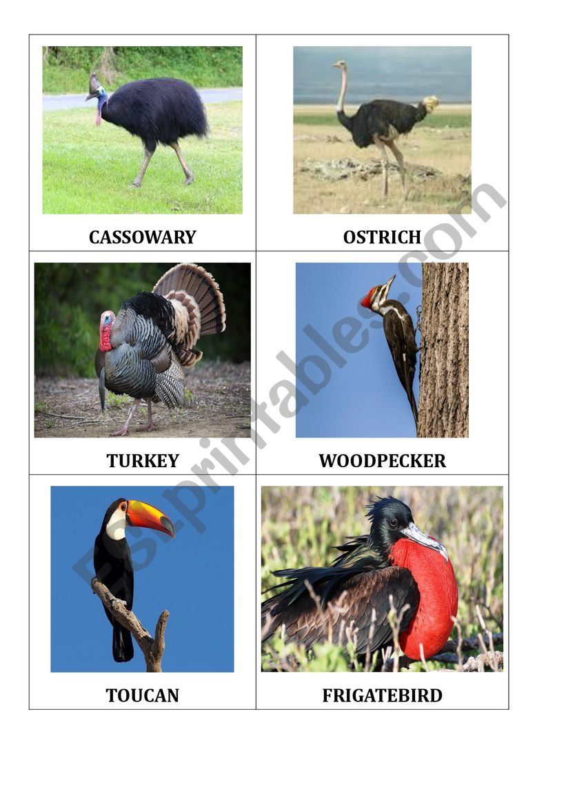 BIRDS worksheet