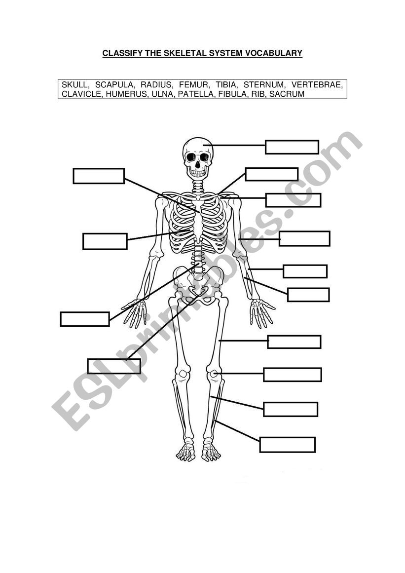 Skeletal system vocabulary worksheet