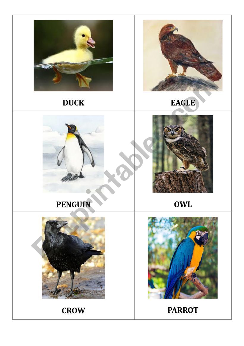 BIRDS2 worksheet