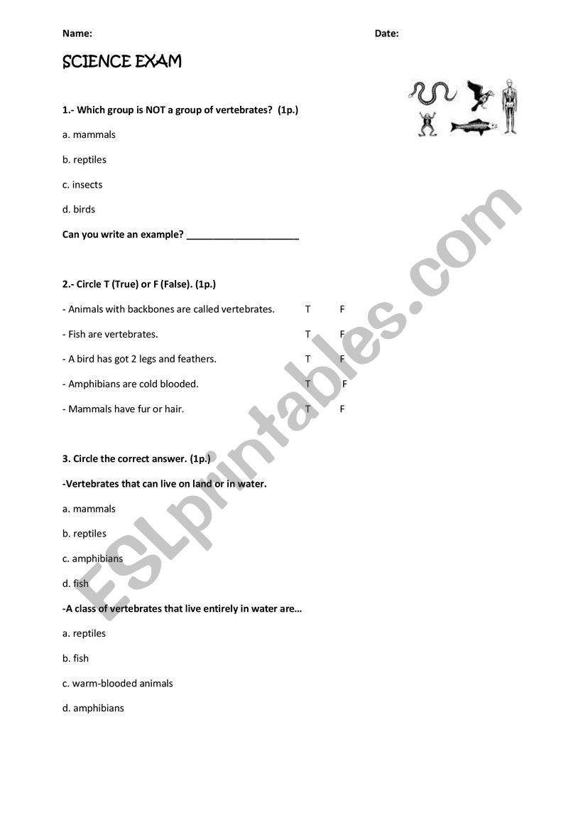 exercises vertebrates worksheet