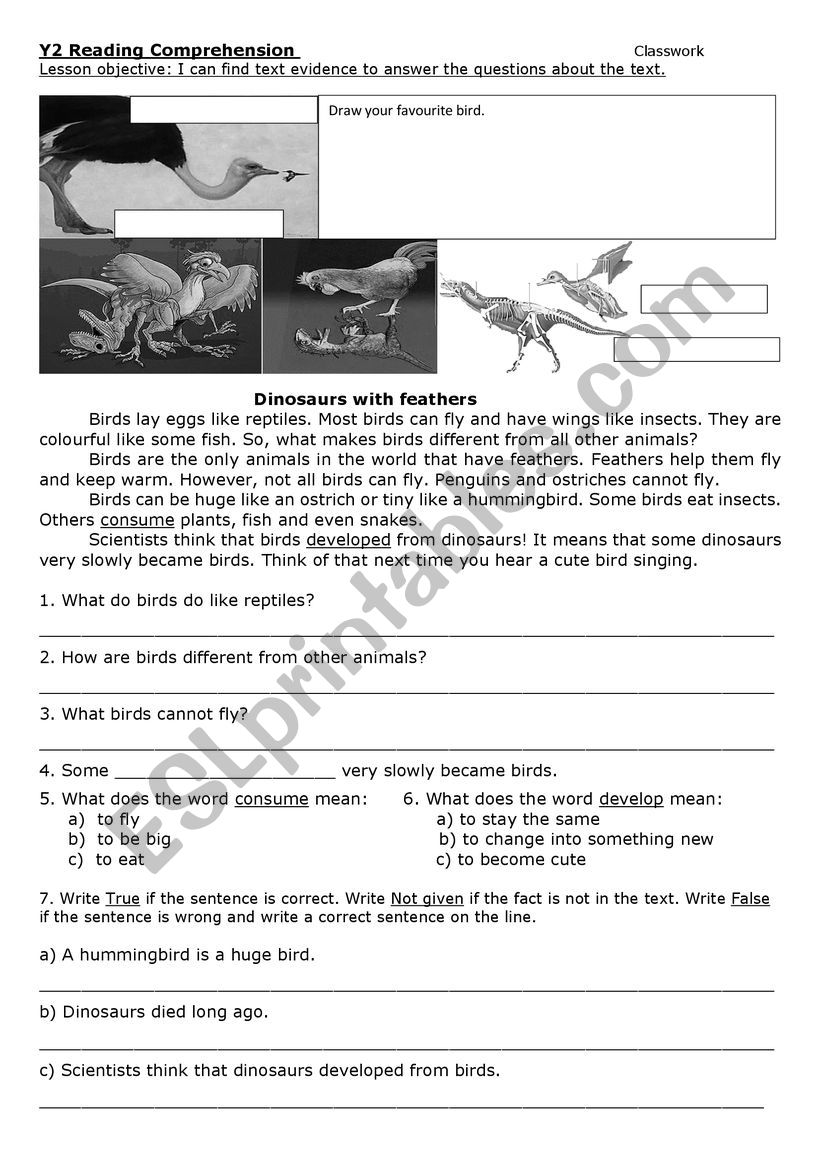 Comprehension Birds worksheet