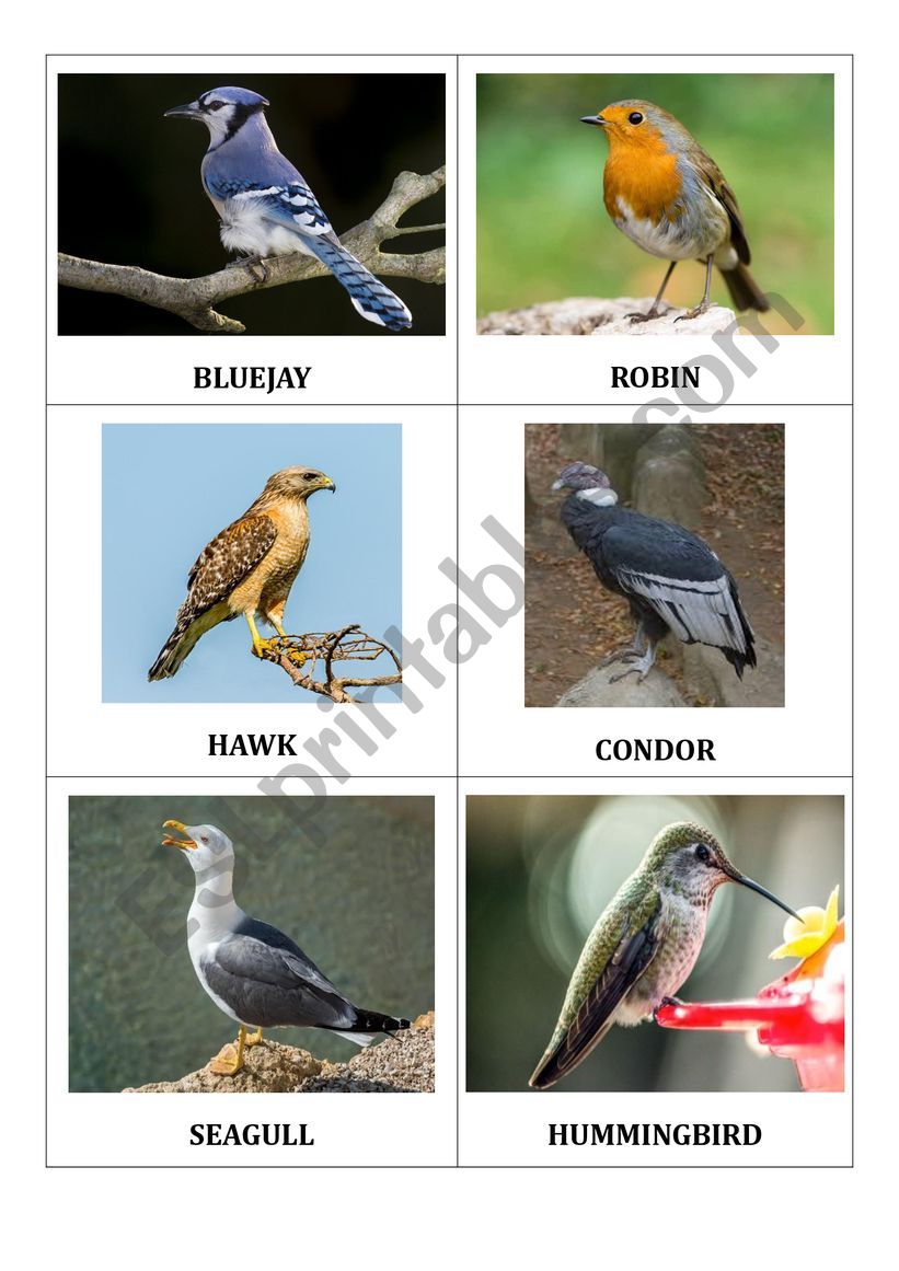 BIRDS1 worksheet