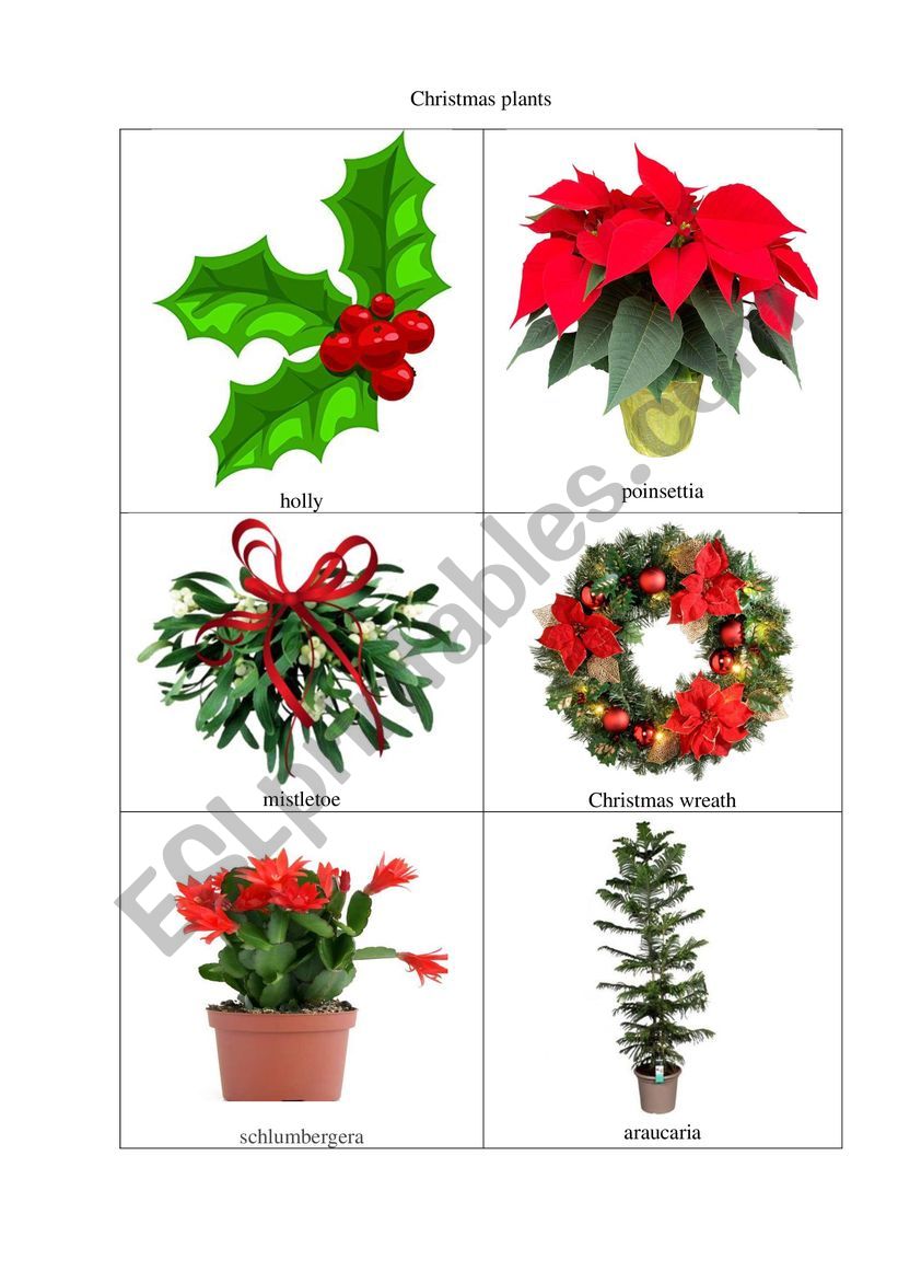 Christmas plants worksheet