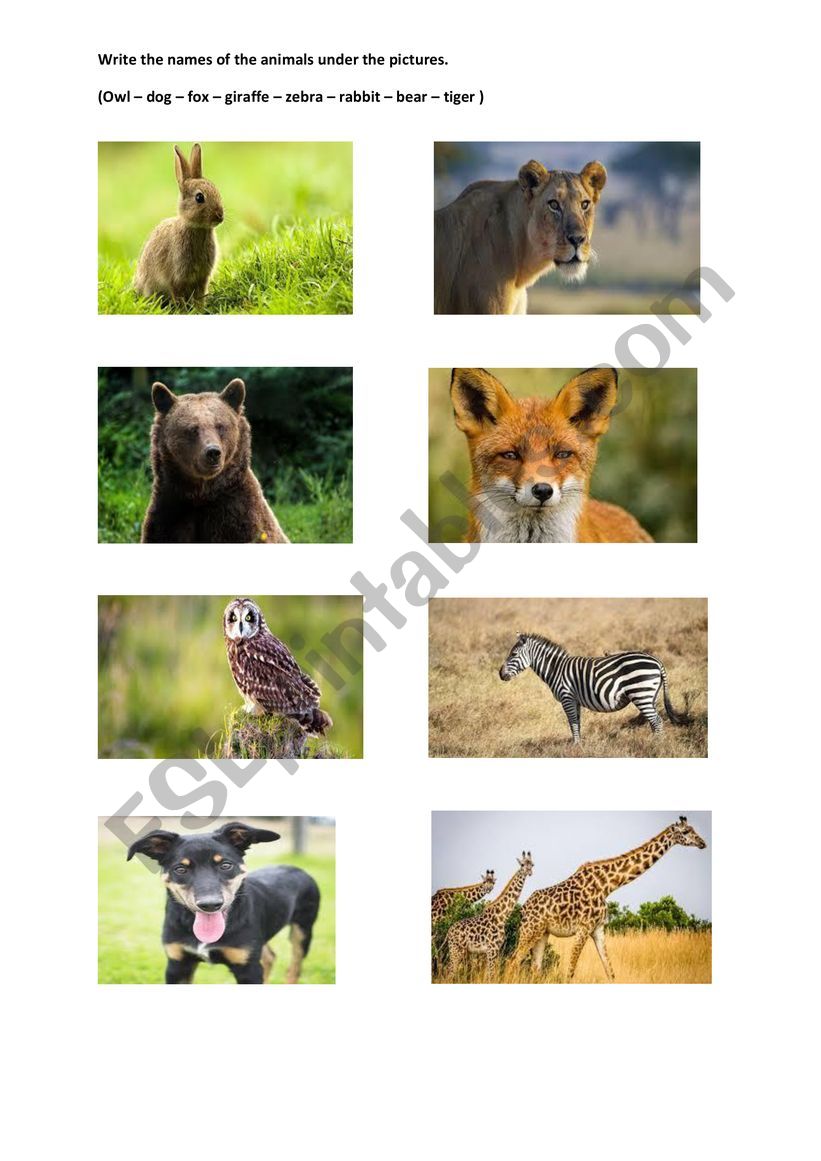 Animals worksheet