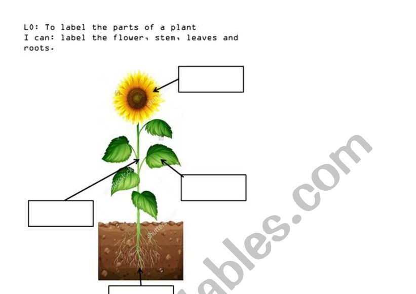 parts of a plant worksheet