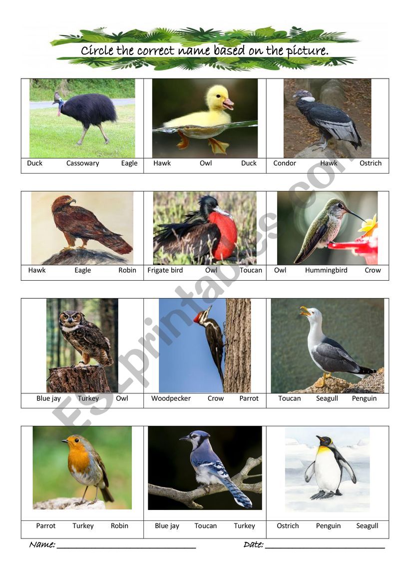 BIRDS MATCHING GAMES worksheet