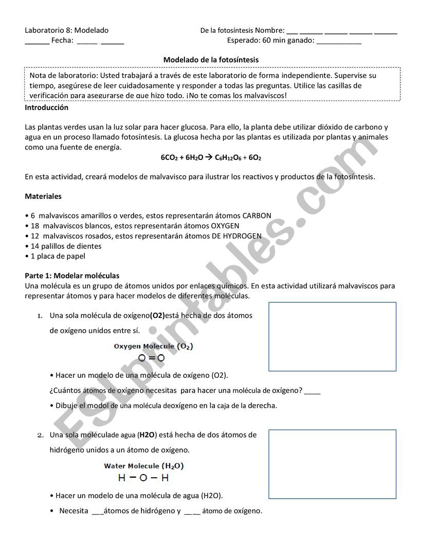 Modeling Photosynthesis worksheet