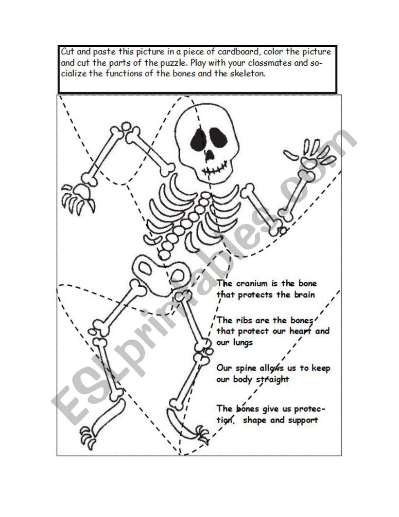 The skeleton puzzle  worksheet