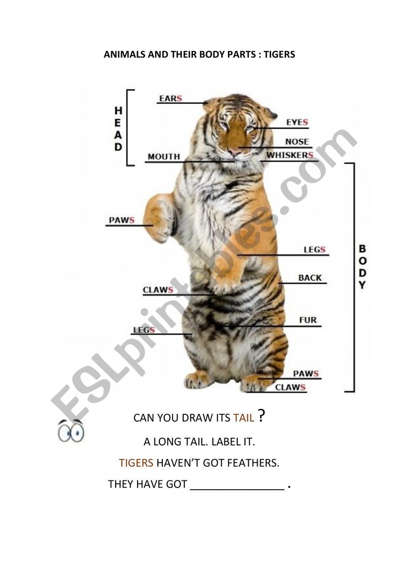 Tiger Body Parts worksheet