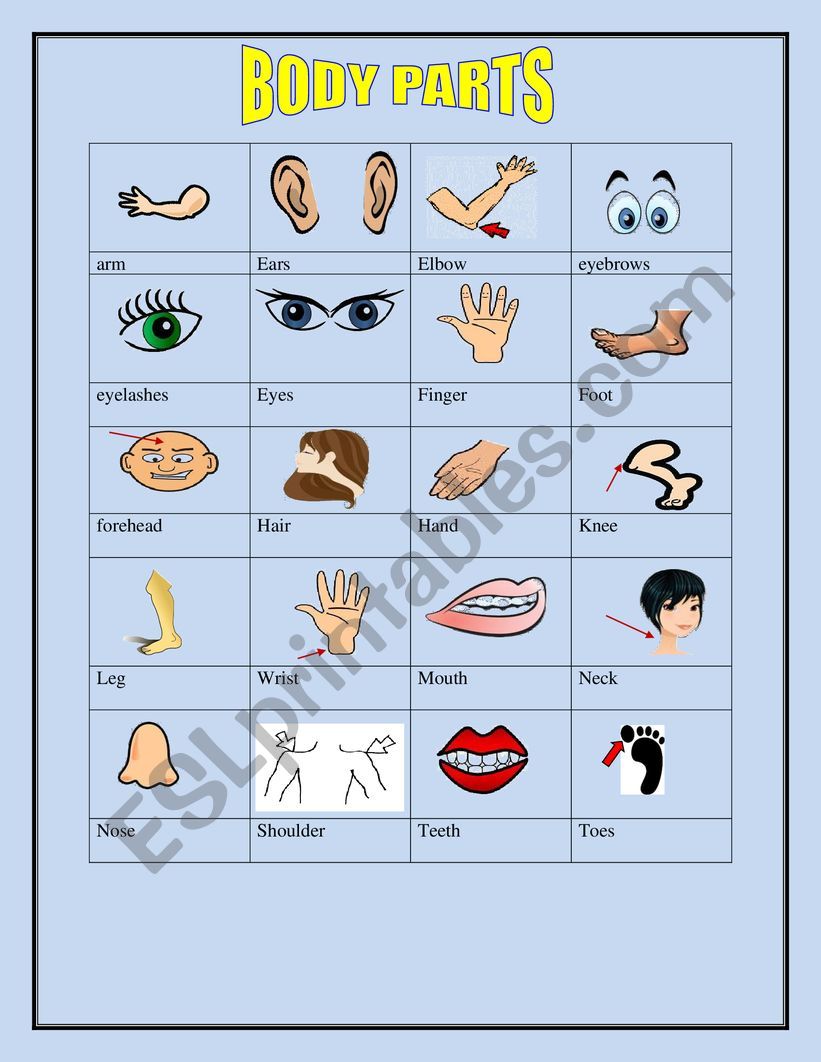 body parts pictionary  worksheet