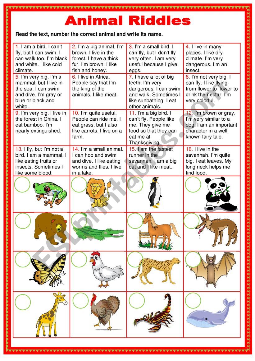 Animal riddles worksheet