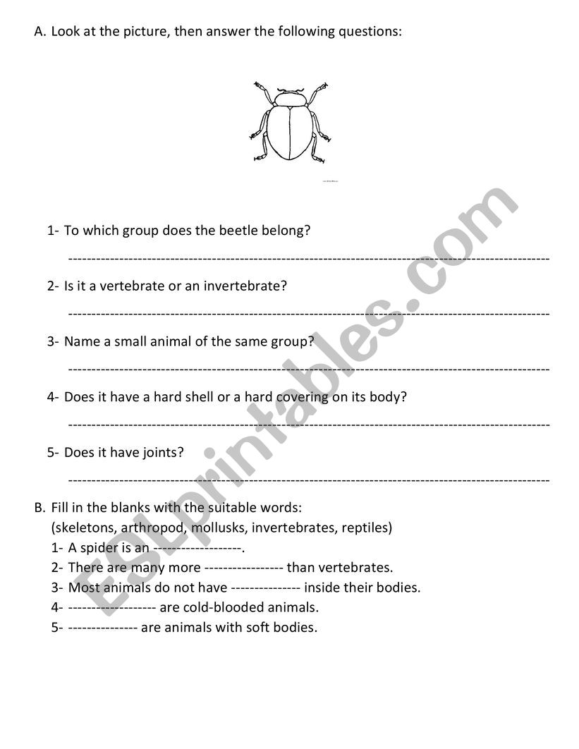 Invertebrates  worksheet