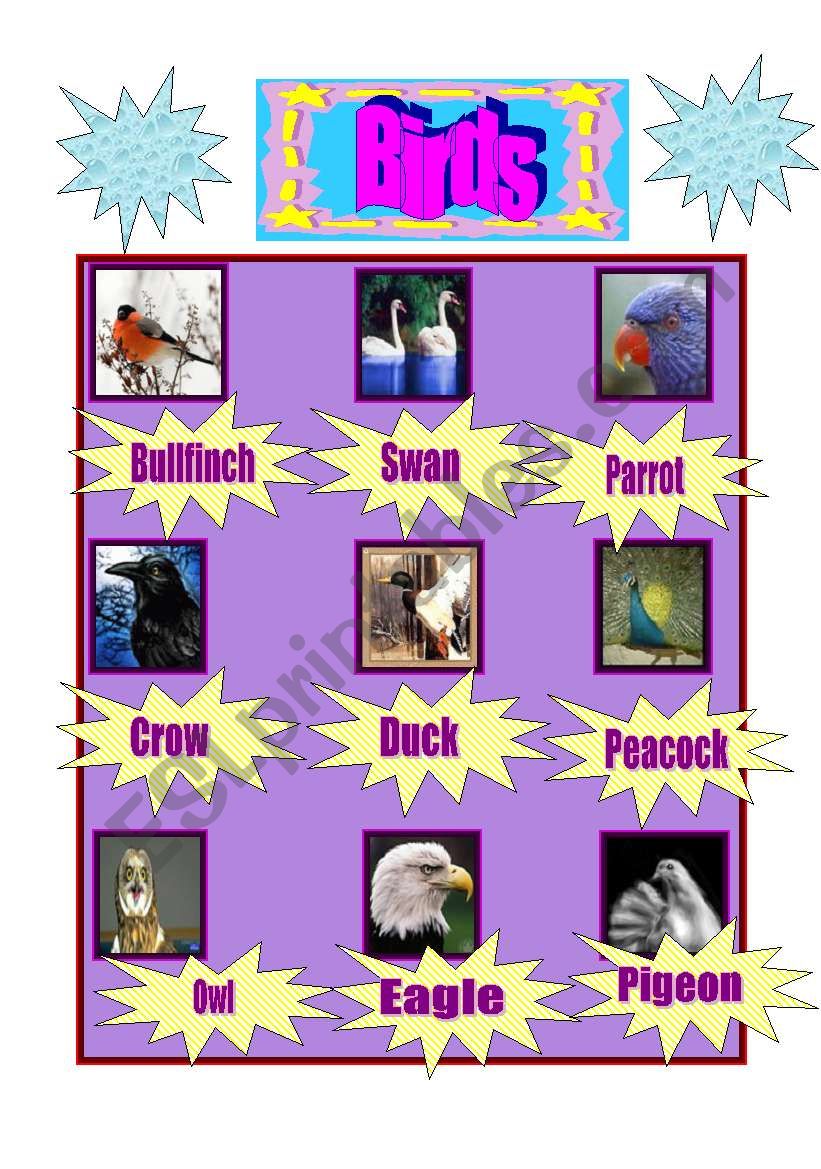 Birds worksheet