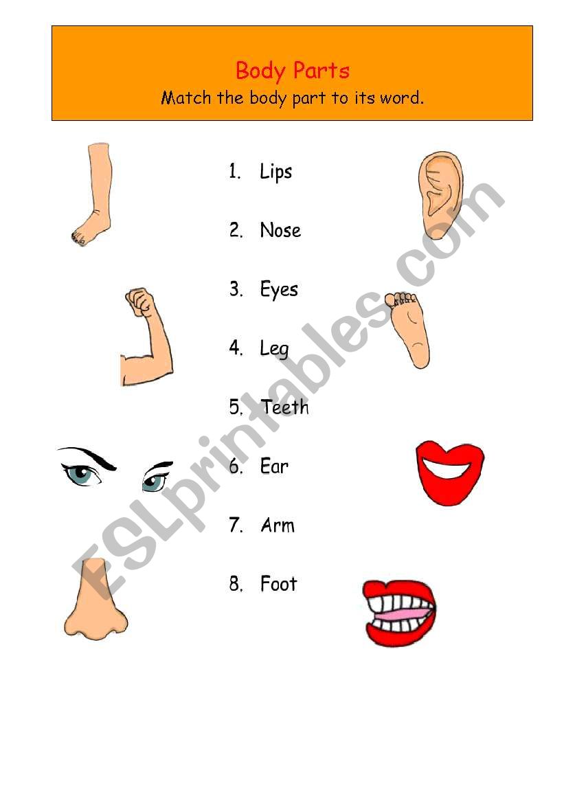 my body worksheet