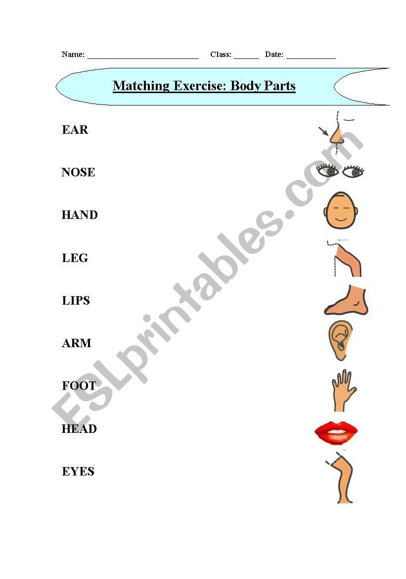 Matching Exercise (Body Parts)
