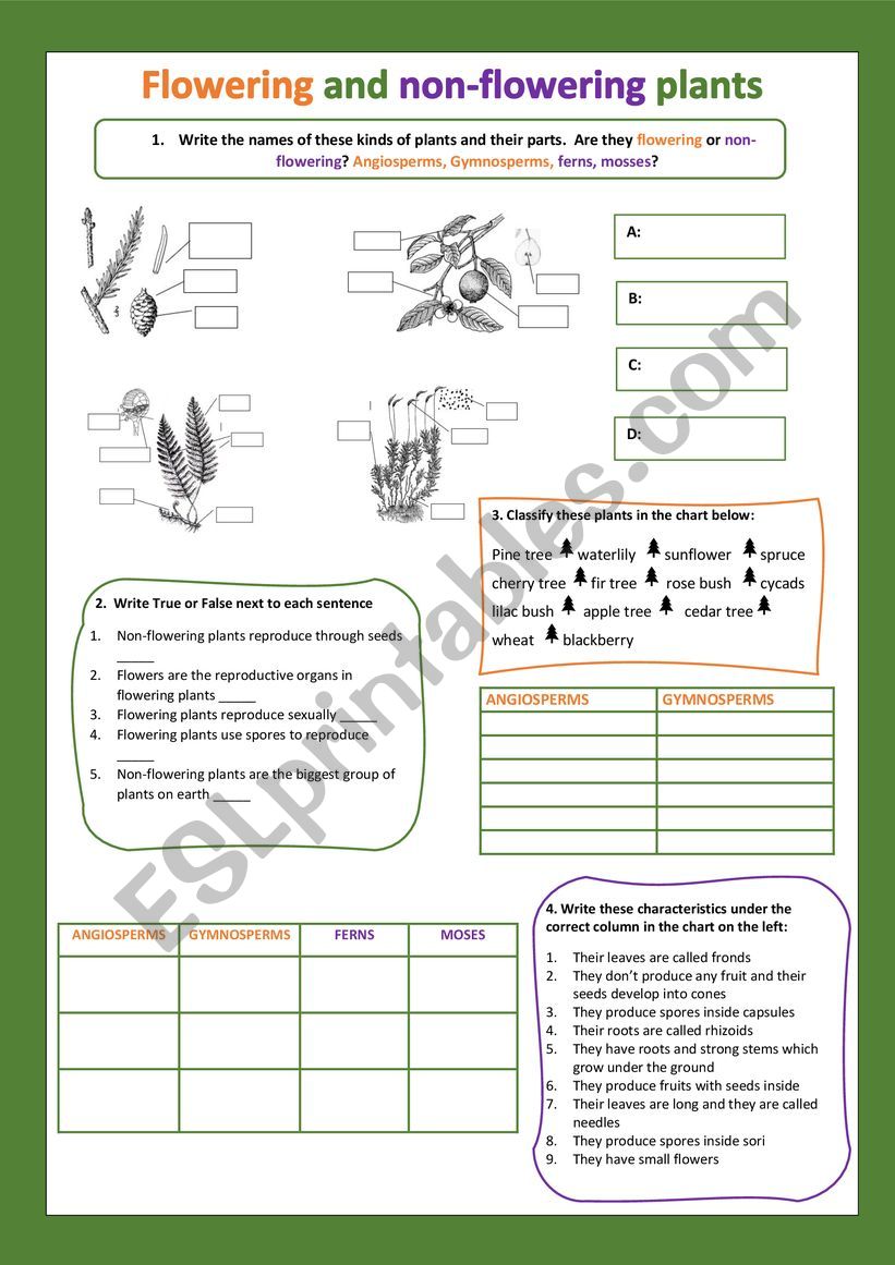 Flowering and non-flowering plants II