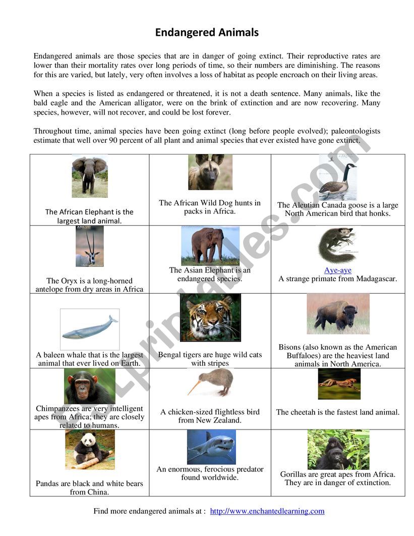 endangered animals  worksheet