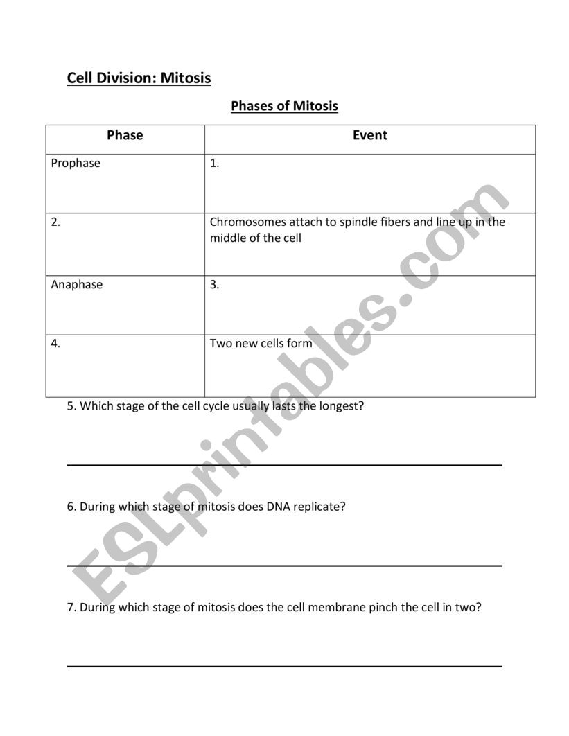 Mitosis quiz worksheet